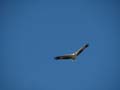 White-bellied Sea Eagle